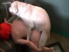 The girl consents to experience being fucked by a dog.
